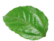 mint-leaf