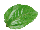 mint-leaf